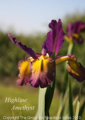 Highline Amethyst 